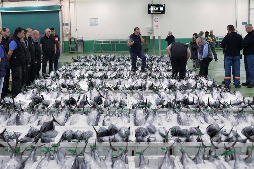 Archivo - Mayoristas observan el bonito colocado en la lonja tras su recogida del mar, a 12 de agosto de 2022, en la lonja de Burela, Lugo, Galicia (España). A mediados del pasado junio comenzaron las descargas de bonito en el puerto de Burela y ahora l
