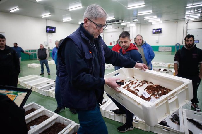 Venta de gamba en la lonja de Burela, a 19 de diciembre de 2023, en Burela, Lugo