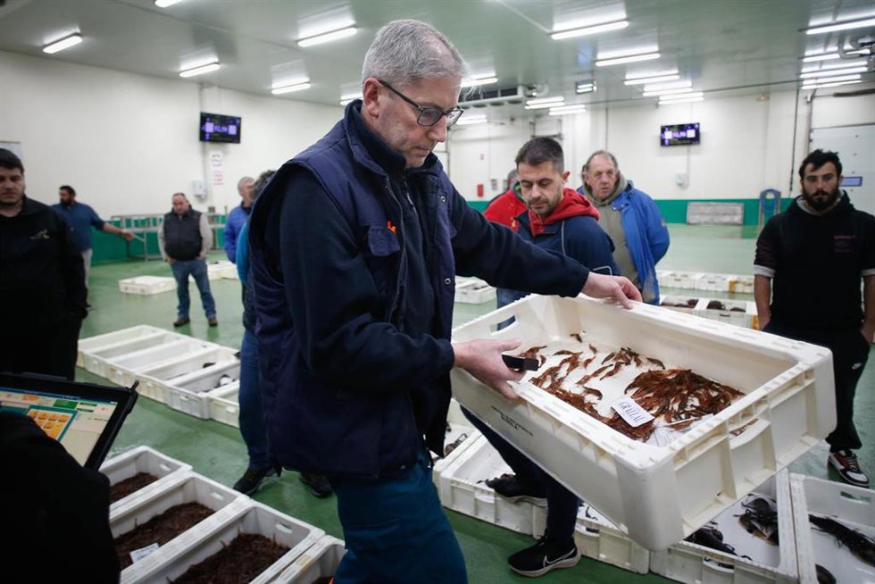 Venta de gamba en la lonja de Burela, a 19 de diciembre de 2023, en Burela, Lugo
