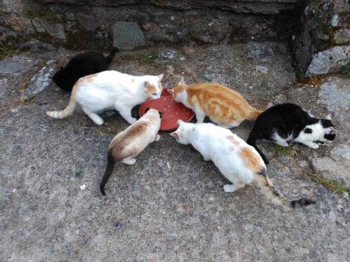 Archivo - Una colonia felina.