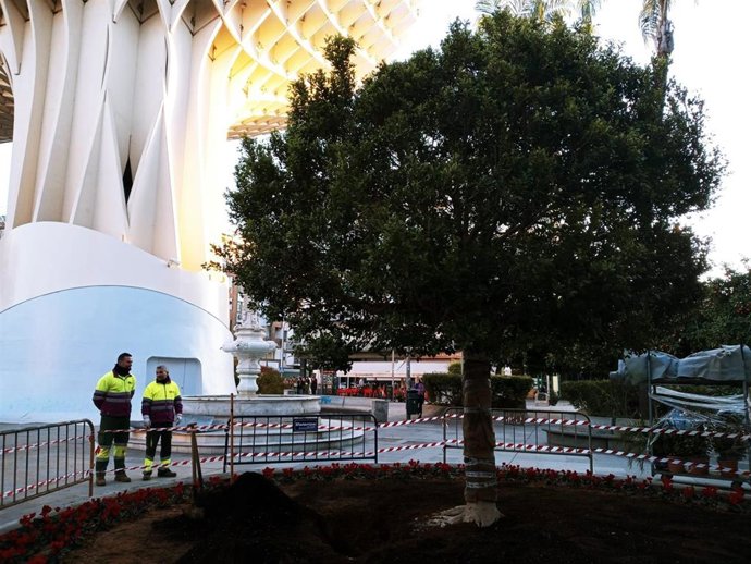 Nuevo ficus en la Plaza de la Encarnación en sustitución de un ejemplar talado de la misma especie.