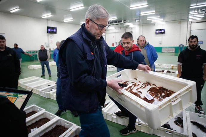 Venta de gamba en la lonja de Burela, a 19 de diciembre de 2023, en Burela, Lugo, Galicia (España). La Organización de Consumidores y Usuarios (OCU) recoge los precios de los productos más demandados en Navidad, que como cada año suben cuando se acercan