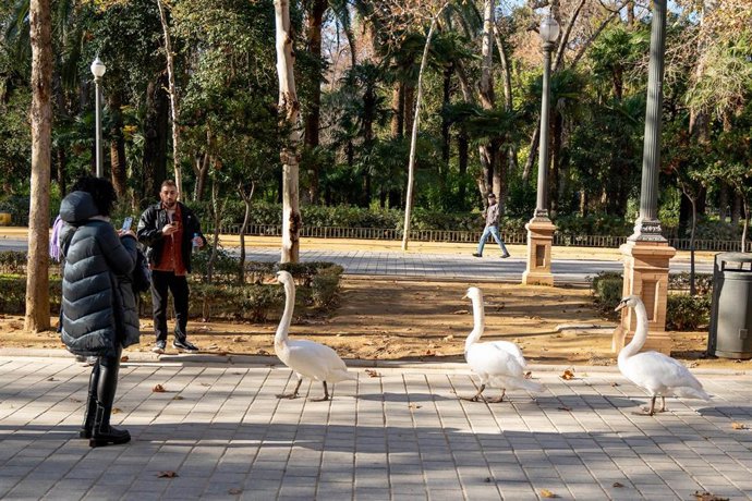 Tres cines pasean por los alrededores de la Plaza de España, en el entorno del Parque de Maria Luisa, para regocijo de los turistas que se encontraban visitando el monumento a 12 de enero del 2023 en Sevilla (España)