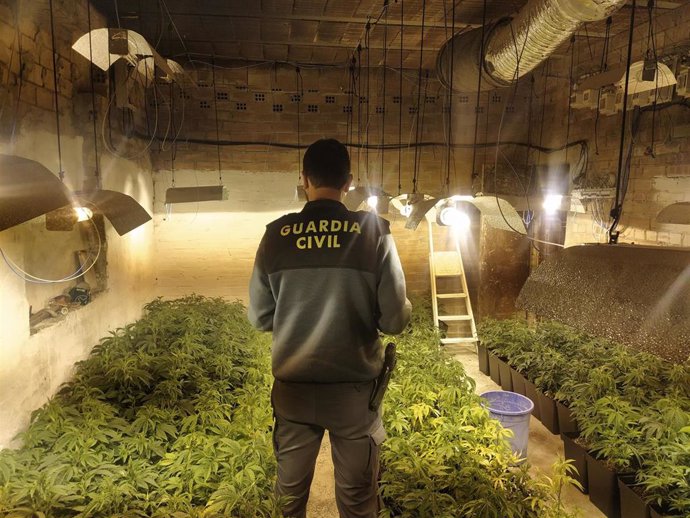 Las 340 plantas de marihuana en avanzado estado de crecimiento en Santa Cruz.
