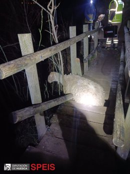 Oveja rescatada en un puente de Jaca (Huesca).