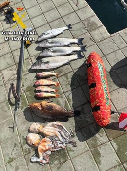 Algunas de las capturas realizadas por un joven que practicaba pesca submarina en un área protegida de la costa de Melilla.