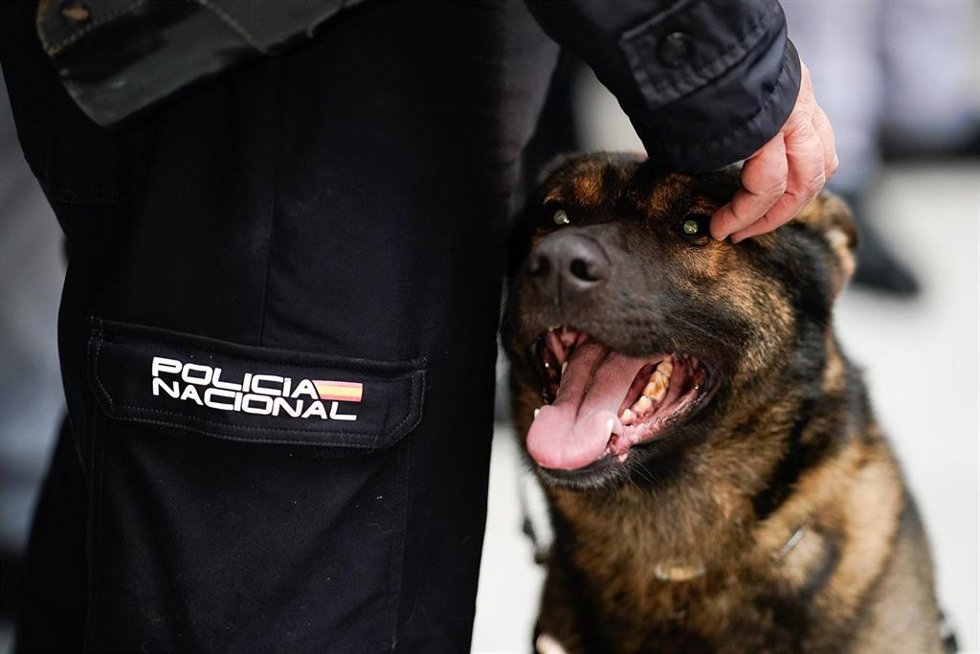 La campaña 'Adopta un héroe de 4 patas' busca dueño a perros que trabajaron para las Fuerzas y Cuerpos