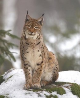 Un estudio del CSIC revela que el lince ibérico se habría mezclado con el lince euroasiático.