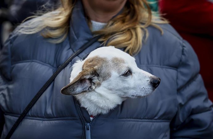 Archivo - Una mujer asiste junto a su perro a la tradicional bendición y desfile de animales con motivo de la festividad de San Antón. ARCHIVO