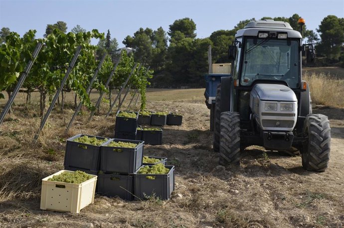 Archivo - Imagen de una jornada de vendimia