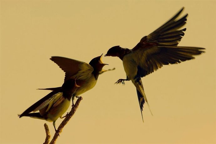 Archivo - Golondrina. Ave migratoria.