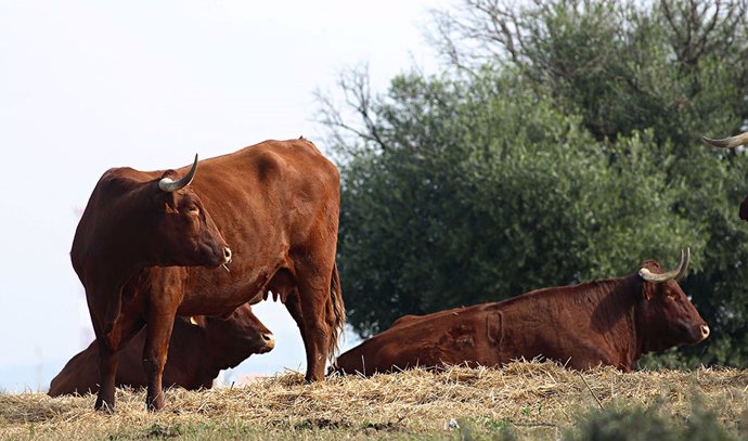 Archivo - Política Agraria Común.- La Junta lanza las ayudas agroambientales y zonas con limitaciones naturales por 59,9 millones