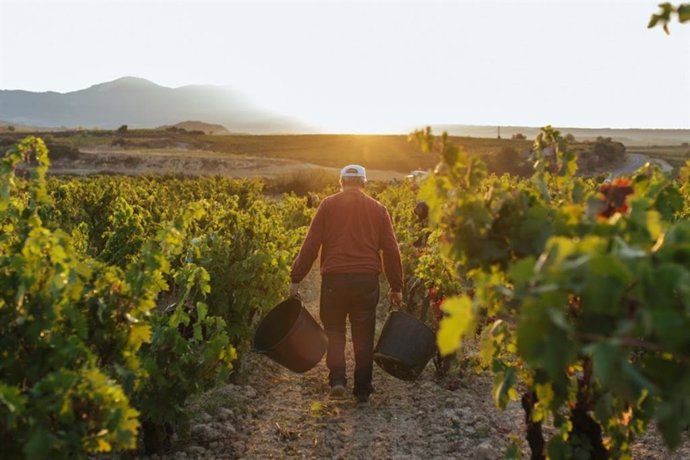 Archivo - Más de 15 millones y medio de presupuesto para hacer frente a 2024 en la DOCa Rioja