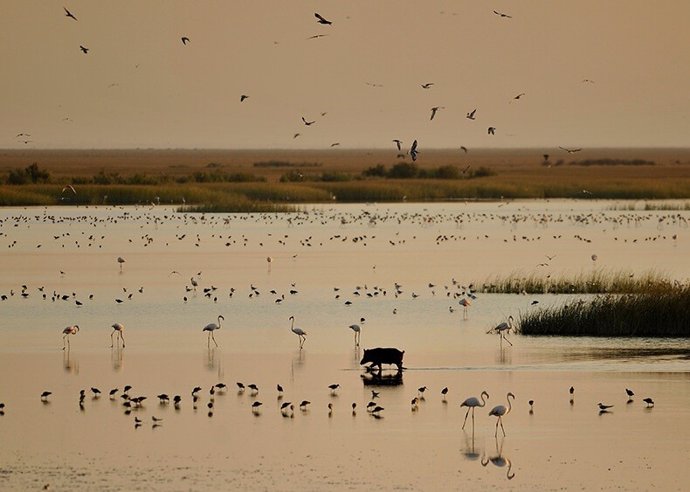 Parque Nacional de Doñana.