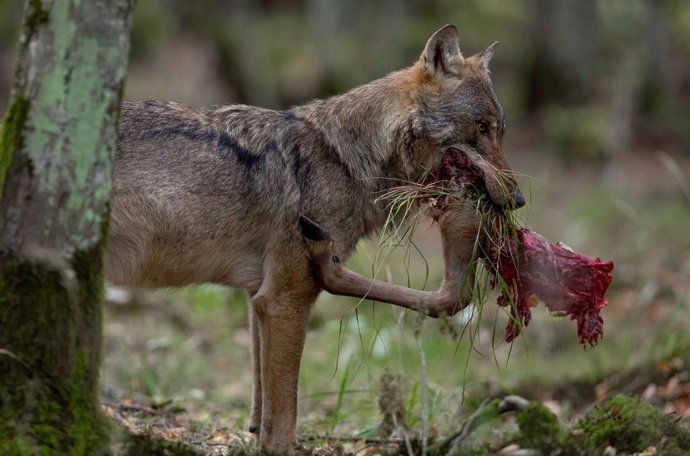 Archivo - Imagen de un lobo alimentándose.