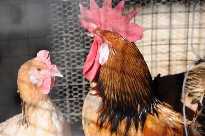 Archivo - Imagen de recurso de un gallo y una gallina.