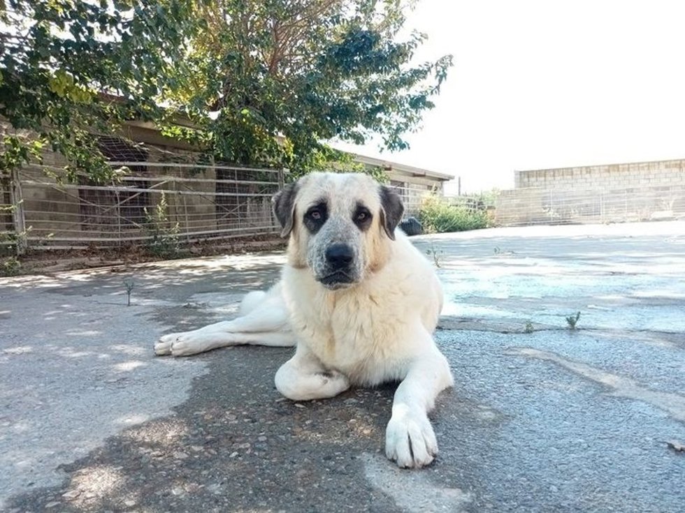 Perro sin dueño recogido por la DPZ