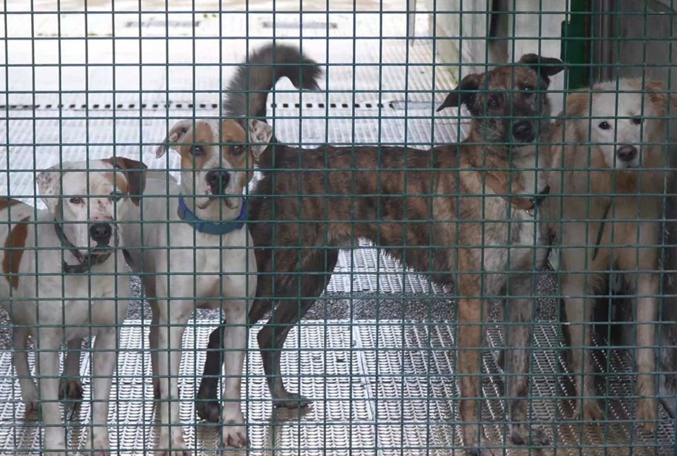 Imagen de perros en el centro.