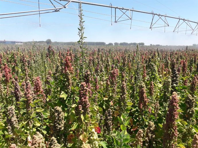 La quinoa se constituye como un recurso alternativo para los agricultores locales.