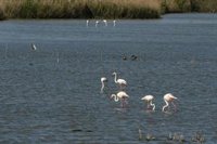 Almonte (Huelva) inicia "contactos con instituciones europeas" ante el "conflicto social" entre los pueblos de Doñana