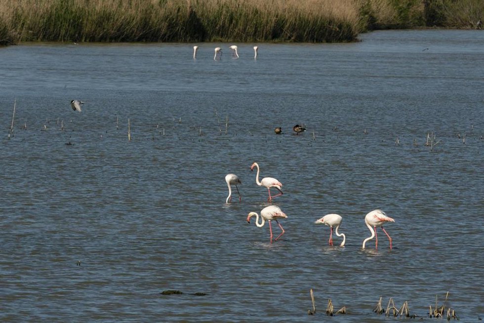 Archivo - Doñana (Huelva) en una imagen de archivo.