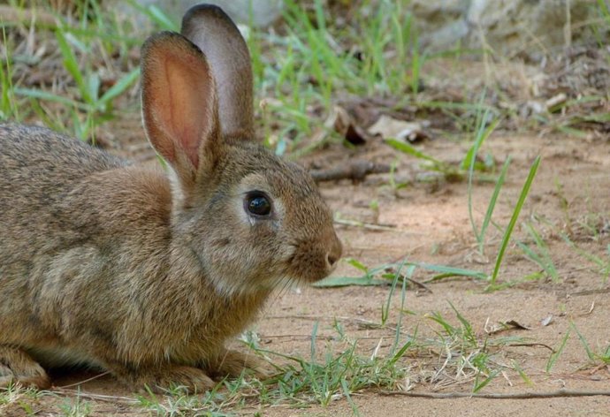Archivo - Imatge de recurs d'un conill