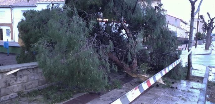 Archivo - Árbol caído a causa del viento en Zaragoza
