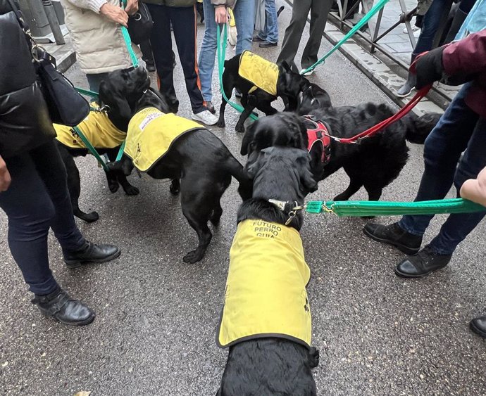 Los perros guía de la ONCE participan en las Vueltas de San Antón