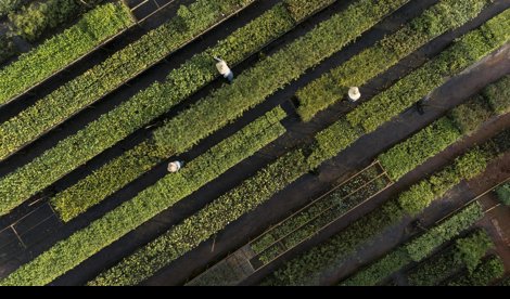 Comunicados Internacional