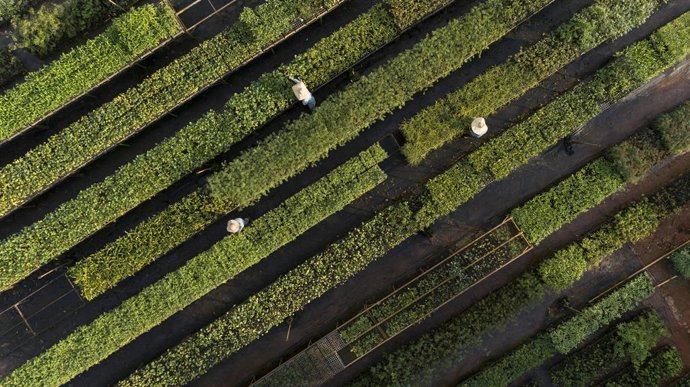 Workers in the seedling nursery for replanting native plants belonging to the area around Anglo Americans Minas-Rio iron ore mine in Brazil (Source: Anglo American)