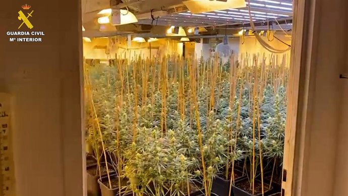 Marihuana intervenida