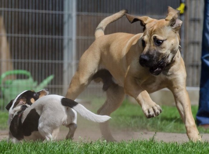 Los perros pequeños viven más que los grandes