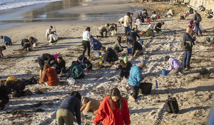 Archivo - Varios voluntarios recogen pellets en la playa de Panxón, a 11 de enero de 2024, en Pontevedra, Galicia (España). La Xunta de Galicia ha publicado una serie de protocolos de actuación para la recogida de los pellets de la costa gallega, tanto 