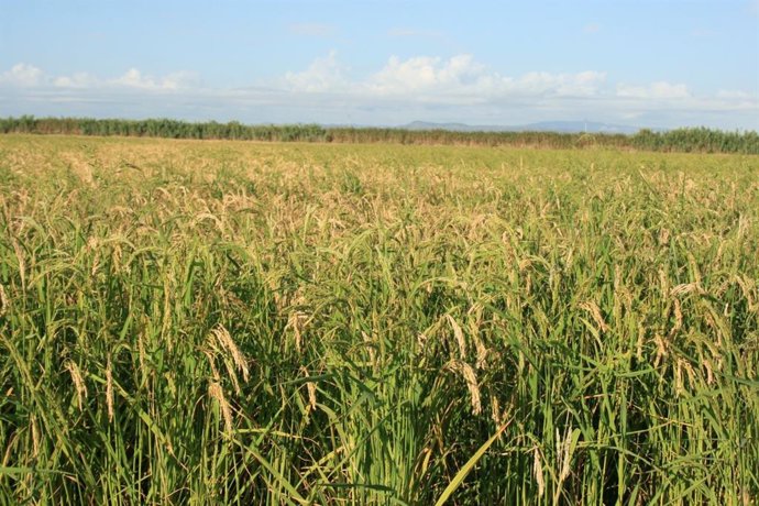 Archivo - Campo de arroz.