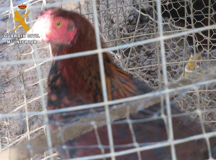 Archivo - Imagen de archivo de un gallo