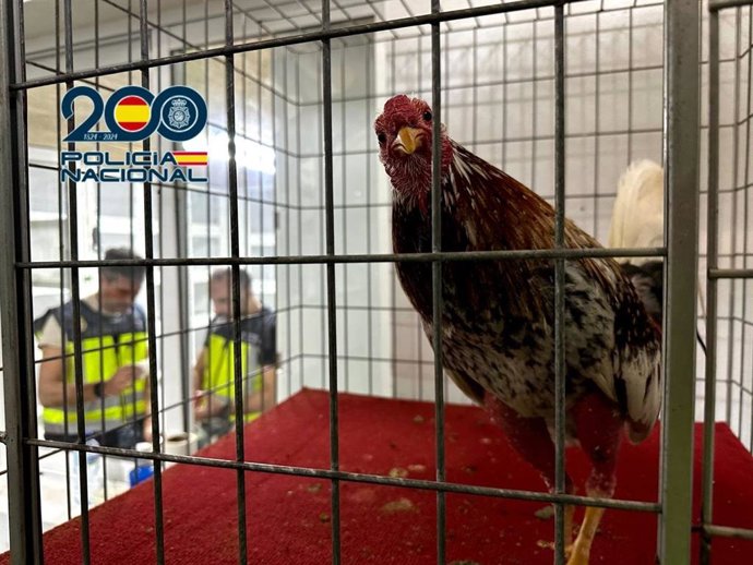 Desmantelan en Aspe uno de los ruedos de peleas ilegales de gallos "más importantes de España"
