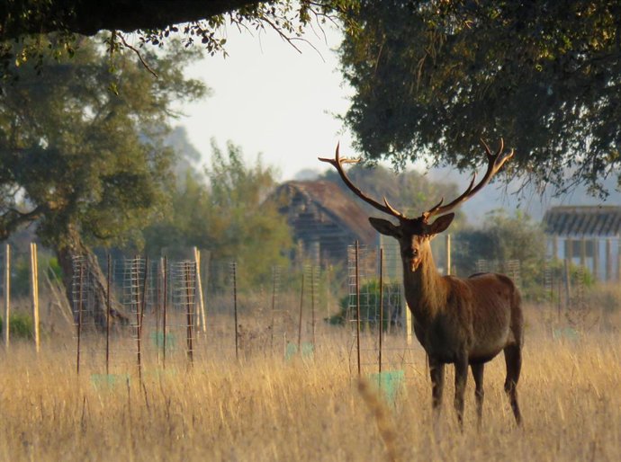 Ejemplar de Ciervo (Cervus elaphus) en Doñana.