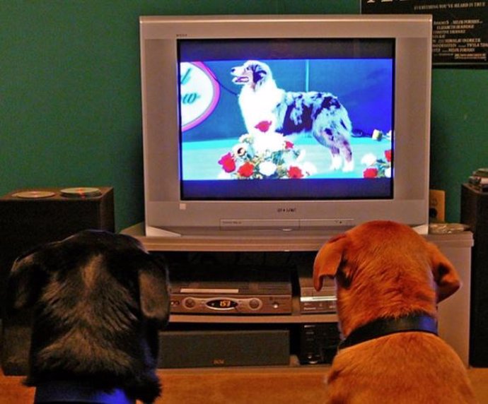 El contenido de vídeo con animales es el más atractivo para los perros, siendo otros perros, con diferencia, los temas más interesantes de ver.