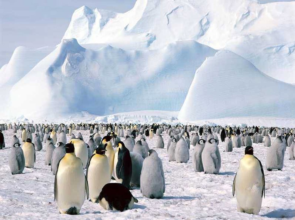 Archivo - Imagen de archivo de pingüinos