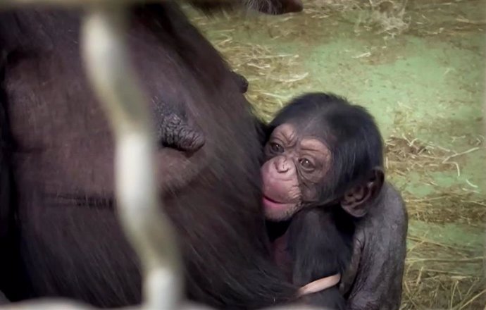 BIOPARC Valencia anuncia el  nacimiento de un chimpancé
