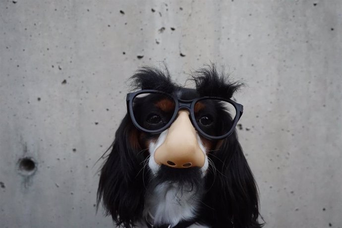 Un perro de incógnito con gafas y nariz falsa