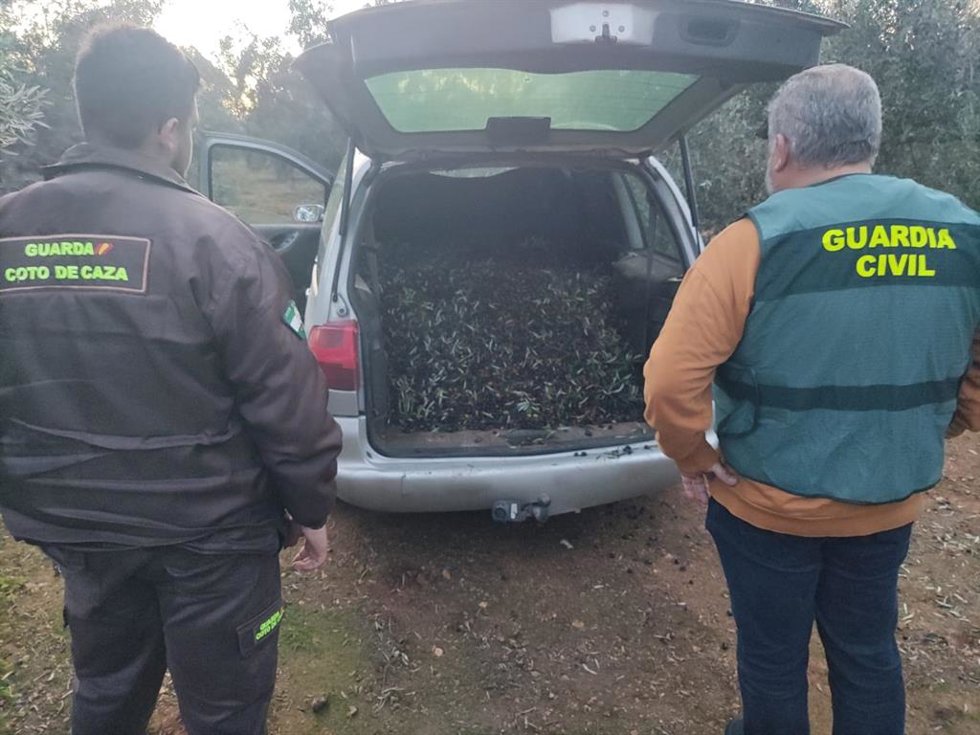 La Guardia Civil interviene 6.000 kilos de aceitunas recolectados de forma ilícita.