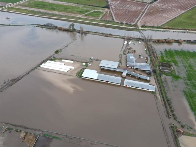 La crecida del arroyo Medrancho entre Talavera la Nueva y Alberche anega granjas con 1.500 cabezas de ganado afectadas