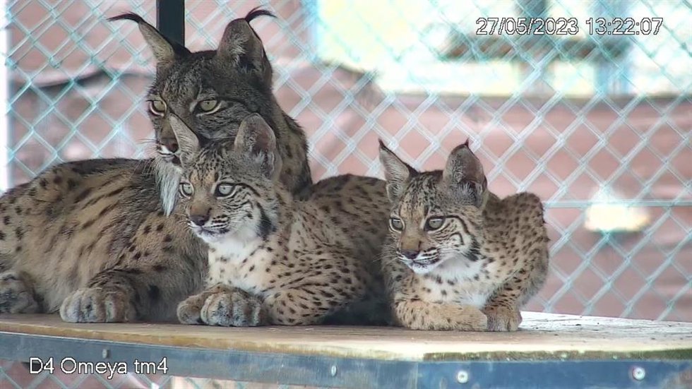 Archivo - Cachorros de lince ibérico en una imagen de archivo.