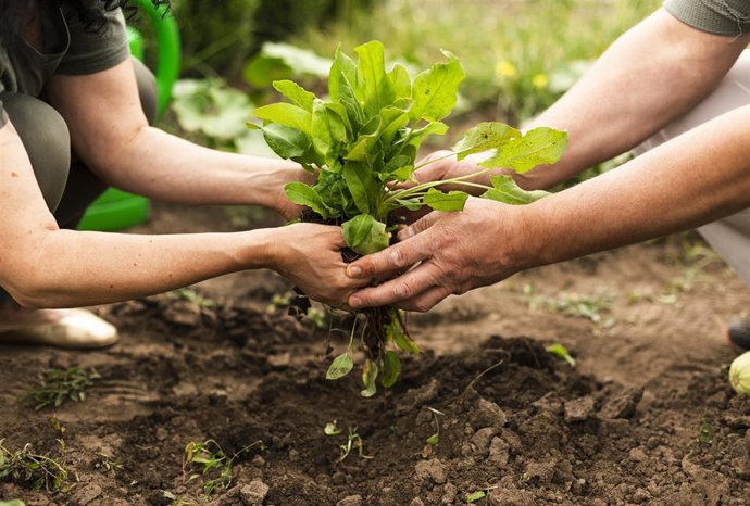 Archivo - Imagen de recurso de agricultores en tareas de plantación.