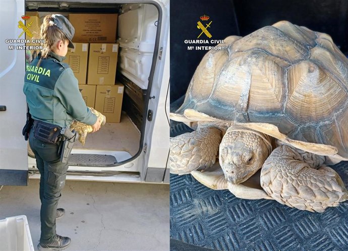 La Guardia Civil Recupera 9 Tortugas De Gran Tamaño Robadas De Un Criadero En Beniel