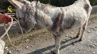 Un guardia civil fuera de servicio recupera un burro robado en La Zubia (Granada)