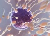 Foto: La salud del microbioma del semen puede influir en la fertilidad masculina