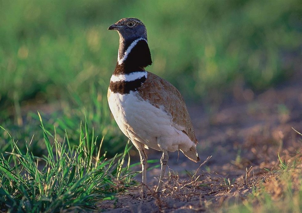 Archivo - Zaragoza.- SEO/BirdLife recurrirá la planta solar Cartujos al afectar a especies de aves esteparias amenazadas