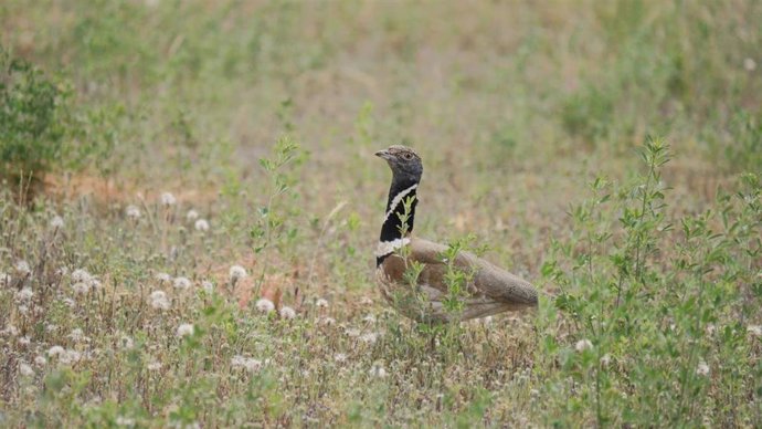 El declive de las aves esteparias europeas continúa pese a los estudios de favorabilidaddel hábitat